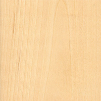 Paper White Birch